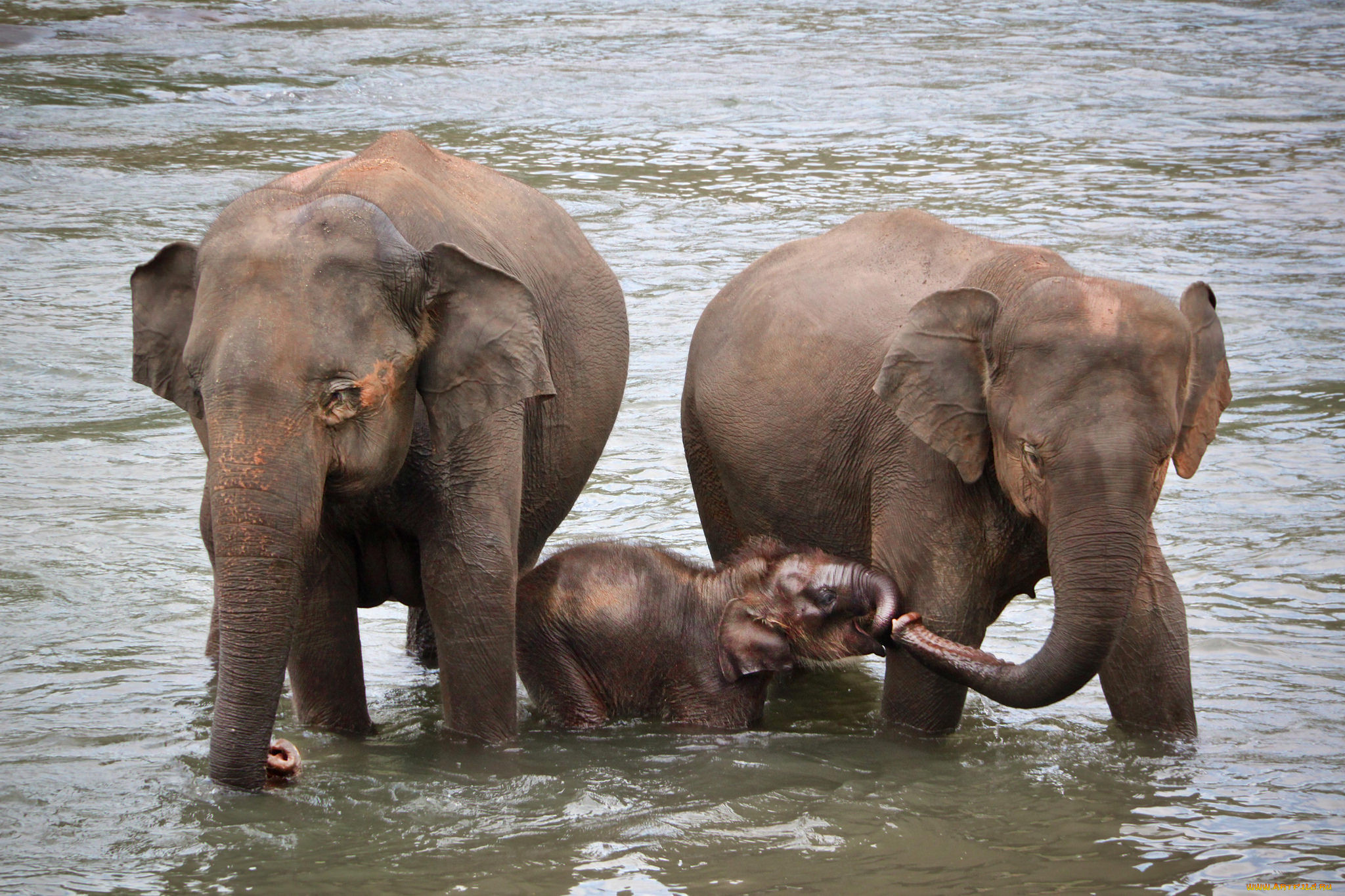 Слон купается. Слоны в воде. Слоны купаются. Слоненок купается. Слон плывет.